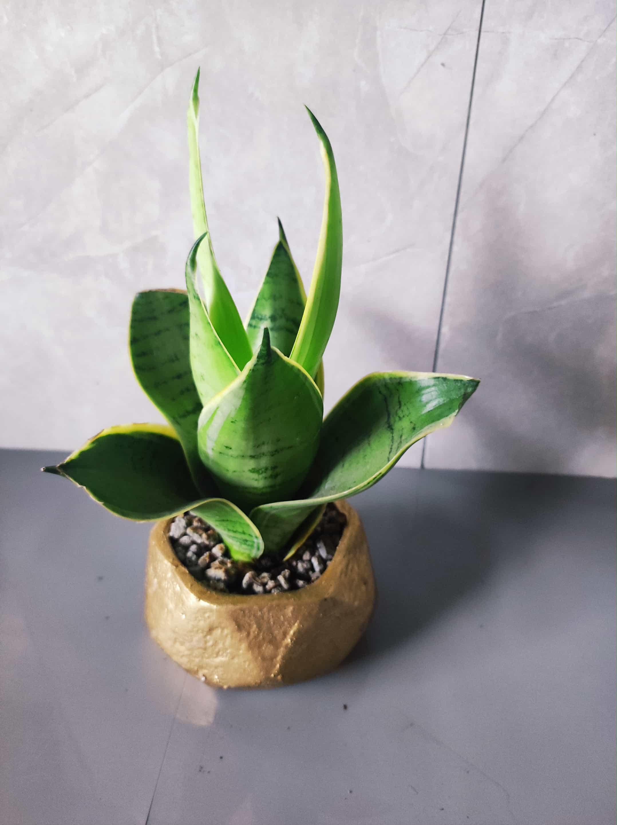 Small potted cactus