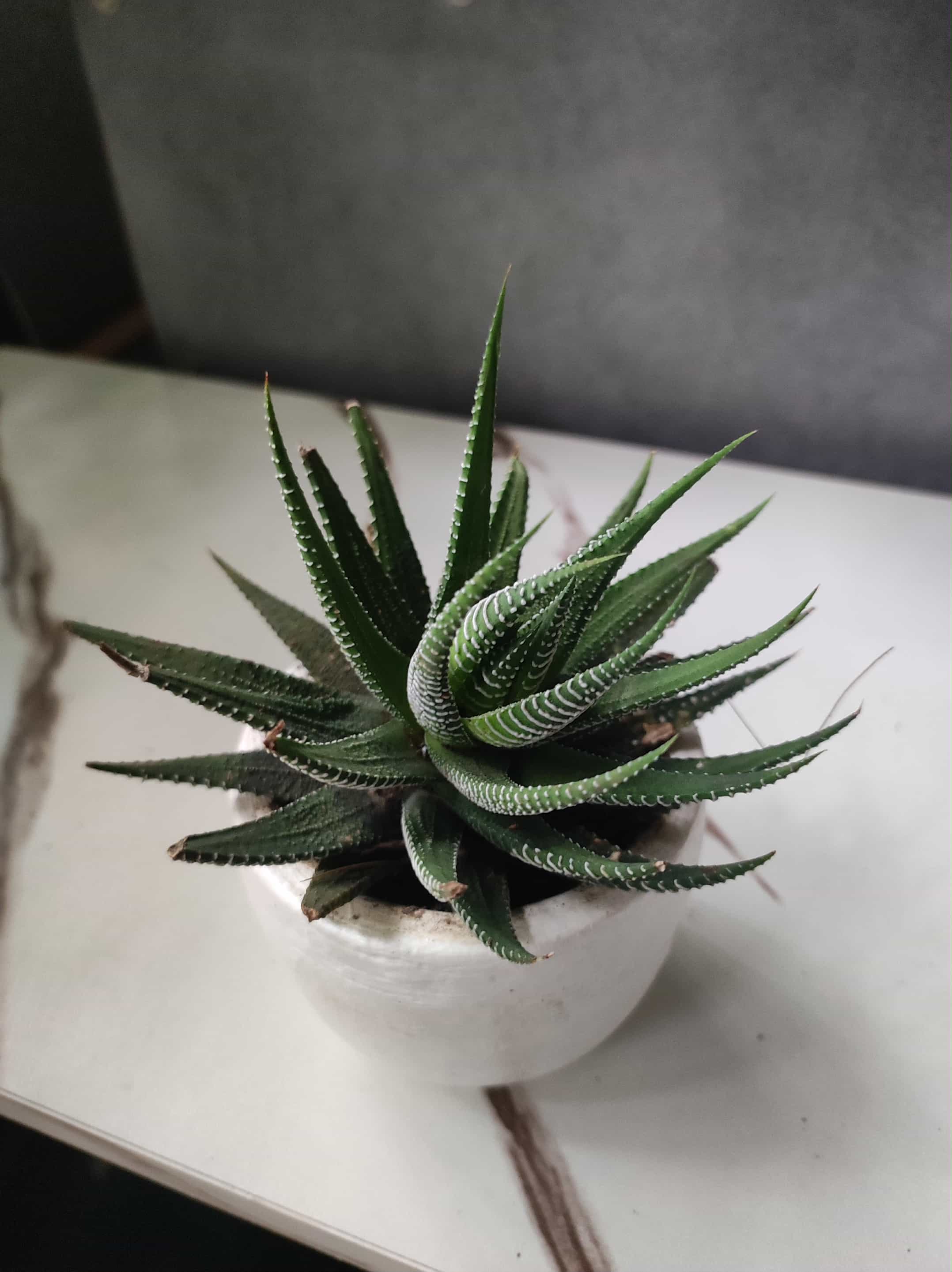 Round cactus