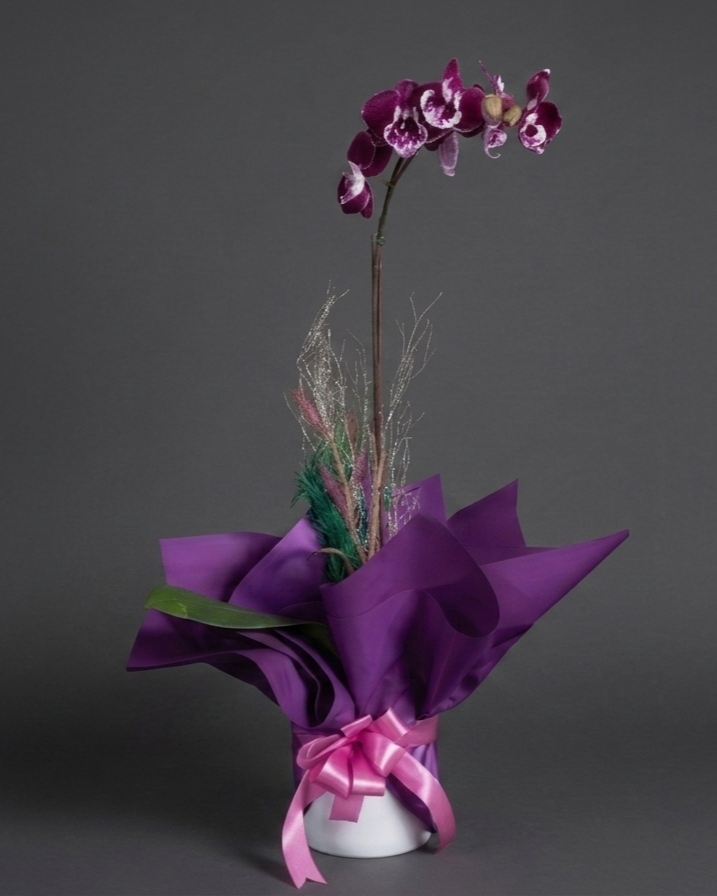 Single stem orchid