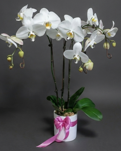 Multi stem orchid