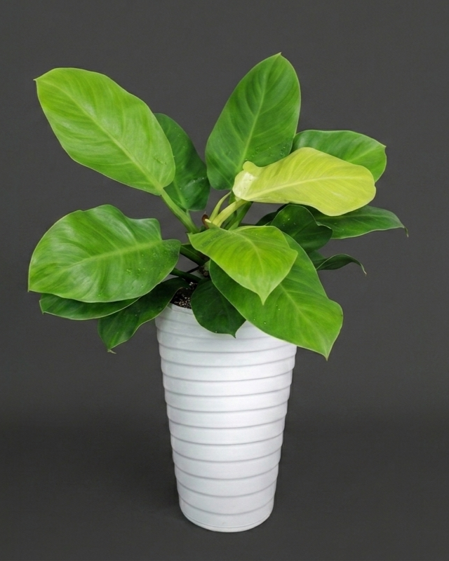 House Plant Background