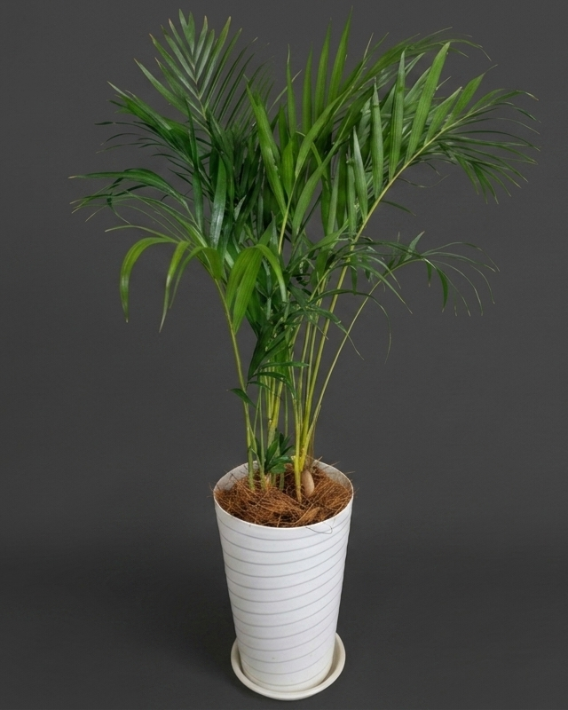 Large indoor plant