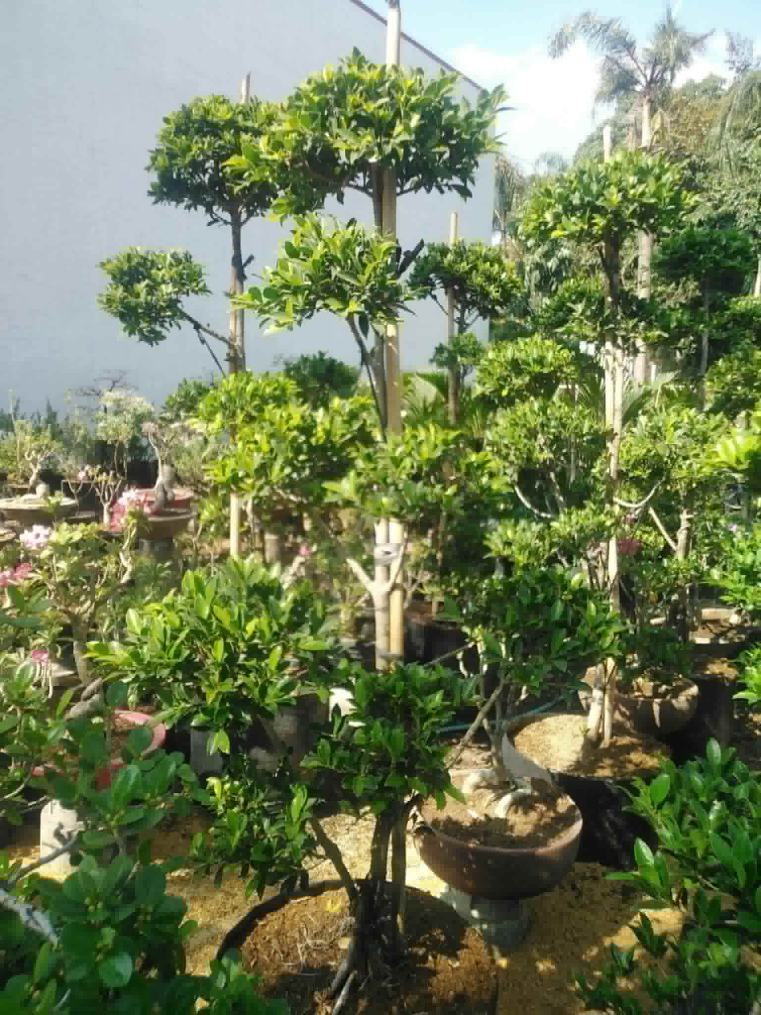 Topiaries